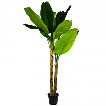 This artificial banana tree is so realistic to see and touch! Beautiful, waxy, luscious, green leaves are adjustable. Wonderful! 210cm tall.