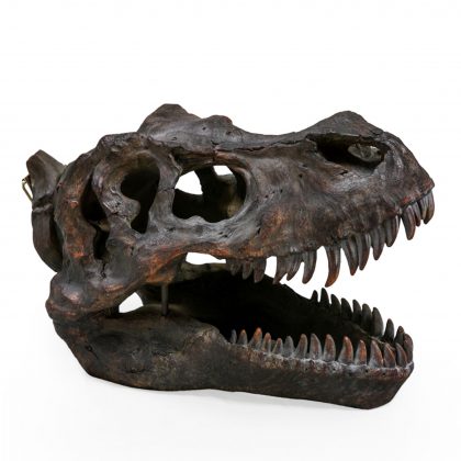 T-Rex dinosaur head wall hanging skull that looks like a fossil and has great texture and detailing. Measures 21 x 26 x36cm