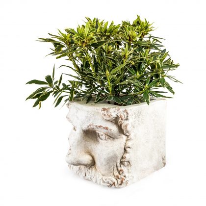 Classical Face Planter - Image 3