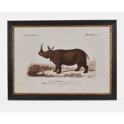 A vibrant vintage style rhino print with a black and gold frame. Measures 73 x 53 x 3cm. Distressed black and gold frame adds to its authentic feel.